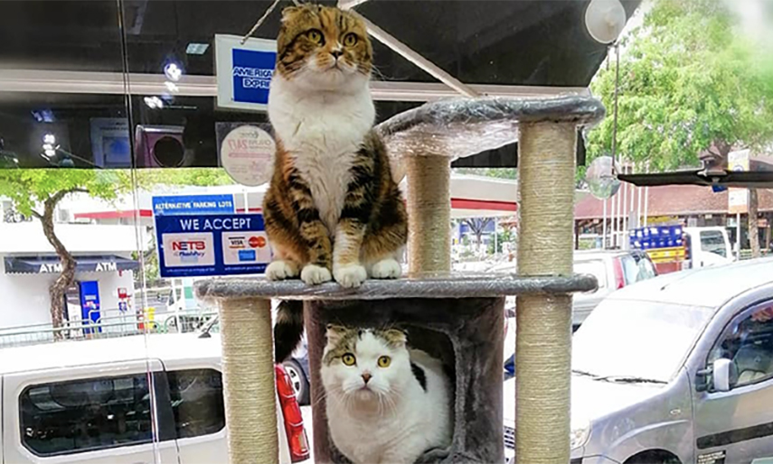 Everything You Need To Know About CatSmart @ Jalan Leban